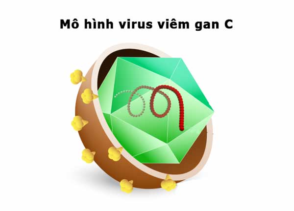 Viêm gan virus C là căn bệnh phổ biến và nhiều người mắc phải 
