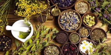 4 bài thuốc từ thảo dược quý chữa viêm gan B vô cùng hiệu quả tại nhà