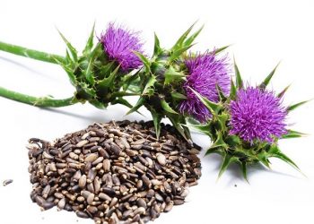 Silymarin là gì? Tác dụng của silymarin trong điều trị bệnh gan