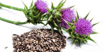 Silymarin là gì? Tác dụng của silymarin trong điều trị bệnh gan