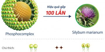 Silymarin là gì? Tác dụng của silymarin trong điều trị bệnh gan