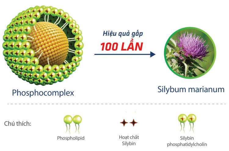 Silymarin là gì? Tác dụng của silymarin trong điều trị bệnh gan