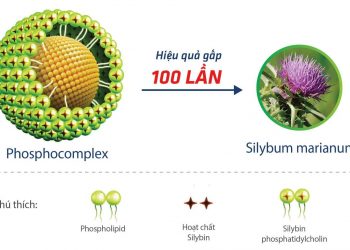 Phát Hiện Hoạt Chất Mới Có Tác Dụng Gấp 100 Lần Silymarin Cho Người Bệnh Gan