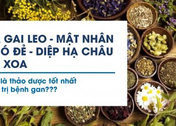 Cà gai leo, Mật nhân, Chó đẻ, Diệp hạ châu, An xoa… Đâu là thảo dược tốt nhất điều trị bệnh gan