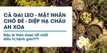 Cà gai leo, Mật nhân, Chó đẻ, Diệp hạ châu, An xoa… Đâu là thảo dược tốt nhất điều trị bệnh gan